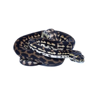 Jungle Carpet Python
